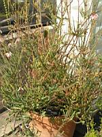 Erica Bauera Andrews (fam. Ericacees) (Afr. du sud) (Parc de la tete d'or) (1) (Photo F. Mrugala)